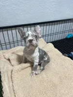 Allegra , a female French Bulldog for sale in Miami, FL – 4 of 7