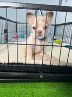 Snow , a male French Bulldog for sale in Miami, FL – 4 of 8