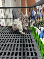 Fifi , a female French Bulldog for sale in Miami, FL – 5 of 9