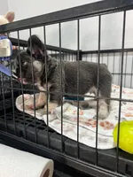 Archie , a male French Bulldog for sale in Miami, FL – Photo 3 of 3