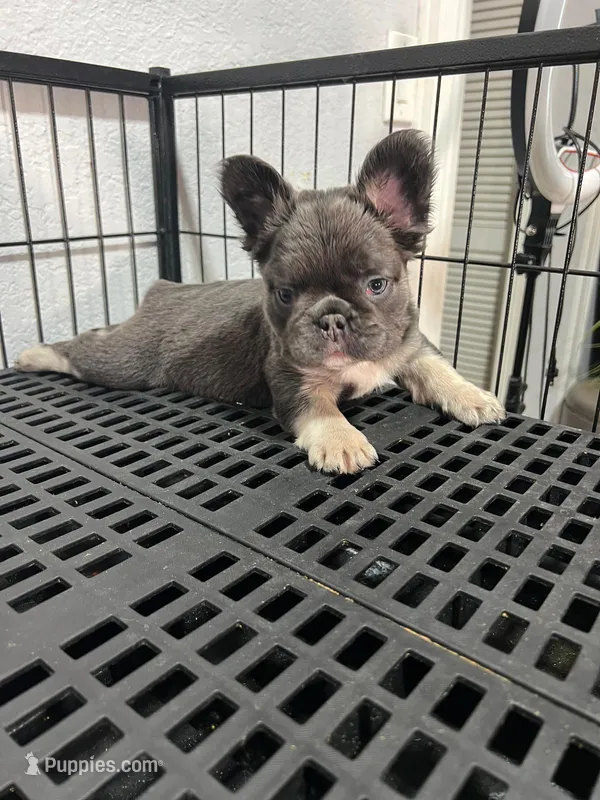 Archie  – French Bulldog puppy for sale in Miami, FL
