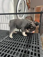 Archie , a male French Bulldog for sale in Miami, FL – Photo 2 of 3