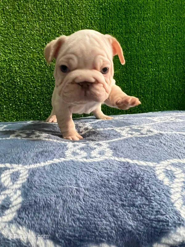 Toby  – French Bulldog puppy for sale in Miami, FL