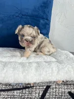 Bear , a male French Bulldog for sale in Miami, FL – 10 of 10