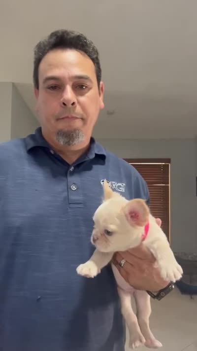 Mashmellow , a female French Bulldog for sale in Miami, FL – 6 of 10