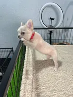Saddie , a female French Bulldog for sale in Miami, FL – 2 of 4