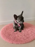 Simon , a male French Bulldog for sale in Miami, FL – 3 of 4