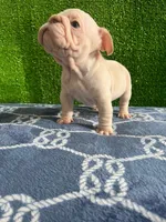 Toby , a male French Bulldog for sale in Miami, FL – 9 of 10