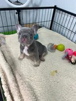 Leo , a male French Bulldog for sale in Miami, FL – 4 of 8