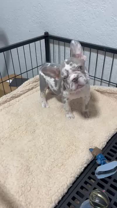 Allegra , a female French Bulldog for sale in Miami, FL – 6 of 7
