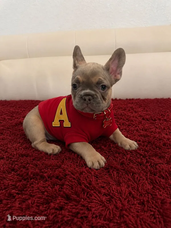 Rubén  – French Bulldog puppy for sale in Miami, FL
