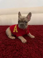 Rubén , a male French Bulldog for sale in Miami, FL – 1 of 4