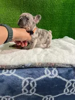 Siro , a male French Bulldog for sale in Miami, FL – 3 of 10