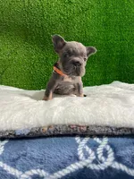 Waldo , a male French Bulldog for sale in Miami, FL – 5 of 8