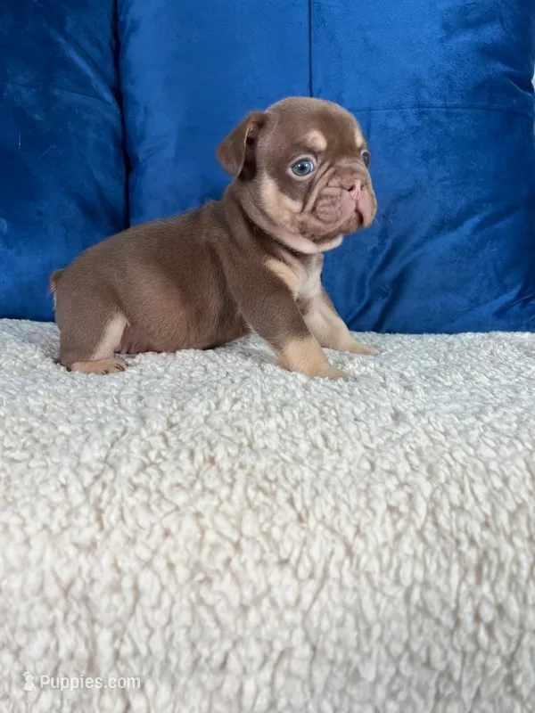 Rojo  – French Bulldog puppy for sale in Miami, FL