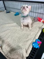 Mashmellow , a female French Bulldog for sale in Miami, FL – 5 of 10