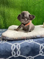 Waldo , a male French Bulldog for sale in Miami, FL – 8 of 8