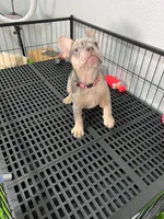 Tiny , a female French Bulldog for sale in Miami, FL – 8 of 10