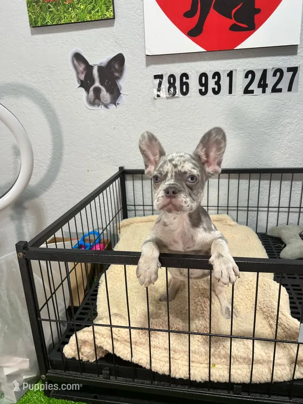 Lilo  – French Bulldog puppy for sale in Miami, FL