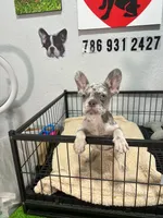 Lilo , a male French Bulldog for sale in Miami, FL – 1 of 5