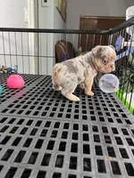 Lili , a female French Bulldog for sale in Miami, FL – 2 of 3