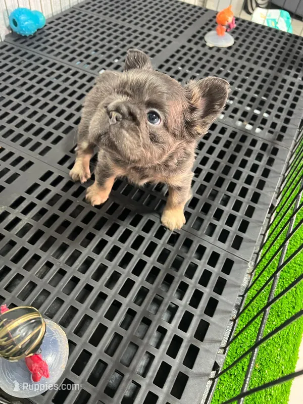 Ava  – French Bulldog puppy for sale in Miami, FL