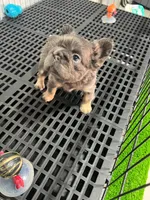 Ava , a female French Bulldog for sale in Miami, FL – 1 of 5