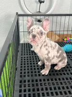 Miel , a female French Bulldog for sale in Miami, FL – 4 of 9