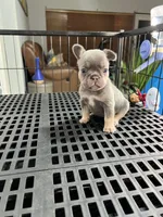 Mila , a female French Bulldog for sale in Miami, FL – 2 of 6