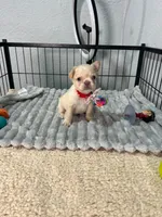 Mashmellow , a female French Bulldog for sale in Miami, FL – 2 of 4