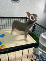 Max , a male French Bulldog for sale in Miami, FL – 2 of 5