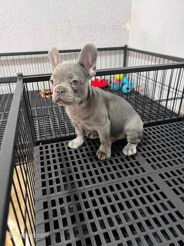 Luie  – French Bulldog puppy for sale in Miami, FL
