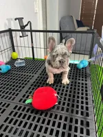 Fifi , a female French Bulldog for sale in Miami, FL – 3 of 9