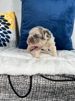 Bear , a male French Bulldog for sale in Miami, FL – 6 of 10