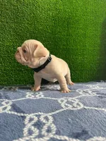 Toby , a male French Bulldog for sale in Miami, FL – 3 of 10