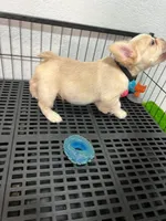 Snow , a male French Bulldog for sale in Miami, FL – 2 of 10