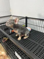 Simon , a male French Bulldog for sale in Miami, FL – 3 of 3