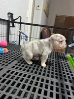 Sanson , a male French Bulldog for sale in Miami, FL – 2 of 4