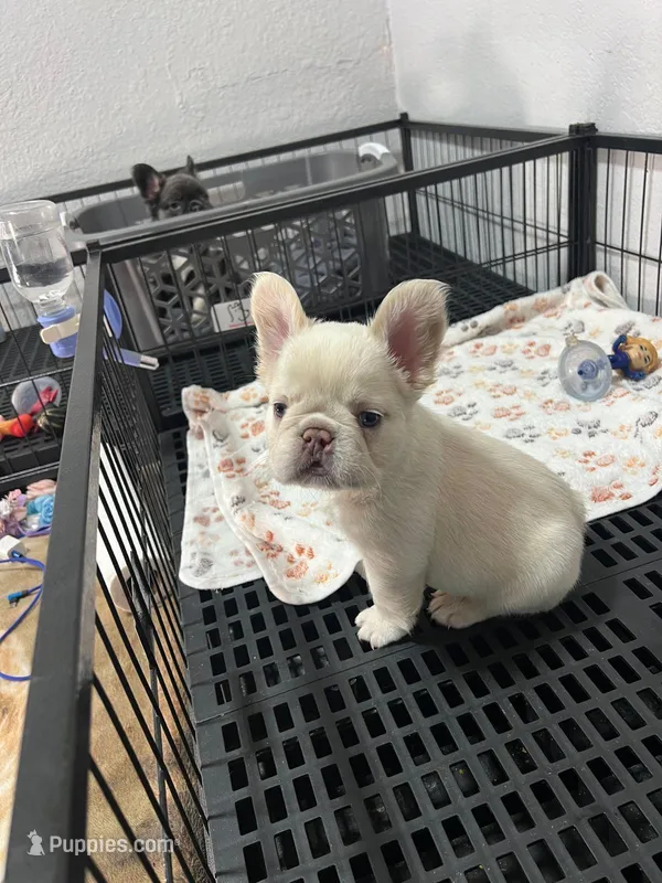 Mashmellow  – French Bulldog puppy for sale in Miami, FL