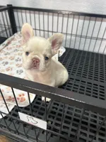 Mashmellow , a female French Bulldog for sale in Miami, FL – Photo 5 of 6