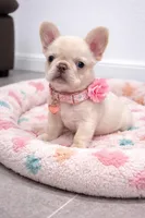 Mashmellow , a female French Bulldog for sale in Miami, FL – Photo 6 of 6