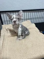 Allegra , a female French Bulldog for sale in Miami, FL – 2 of 7