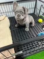 Tito , a male French Bulldog for sale in Miami, FL – 8 of 9