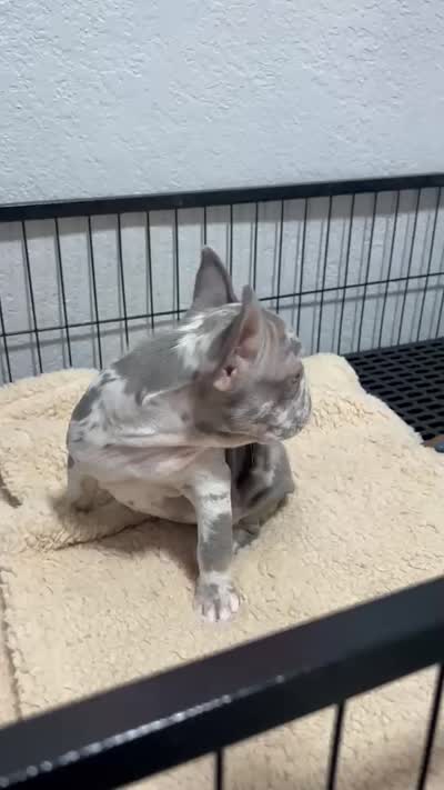 Allegra , a female French Bulldog for sale in Miami, FL – 5 of 7