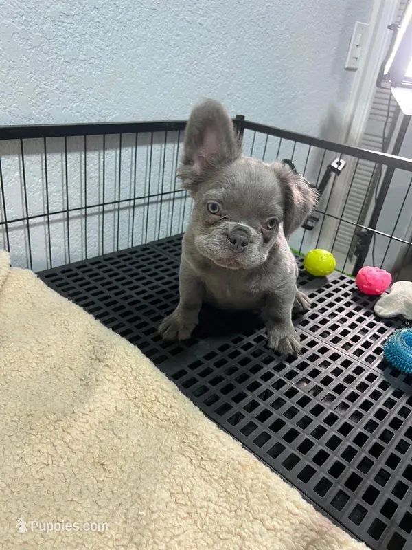 Tito  – French Bulldog puppy for sale in Miami, FL