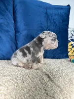 Bruno , a male French Bulldog for sale in Miami, FL – 2 of 6