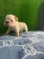Toby , a male French Bulldog for sale in Miami, FL – 5 of 10
