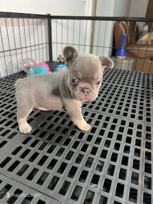 Mila  – French Bulldog puppy for sale in Miami, FL