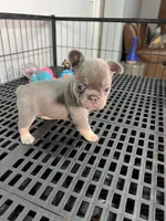 Mila , a female French Bulldog for sale in Miami, FL – 1 of 6