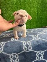 Toby , a male French Bulldog for sale in Miami, FL – 6 of 10